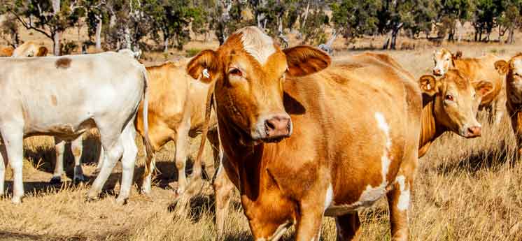 Choose The Right Breed Of Beef Cattle