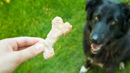 Different Varieties of Food and Treats for Your Dog’s Healthiest Life