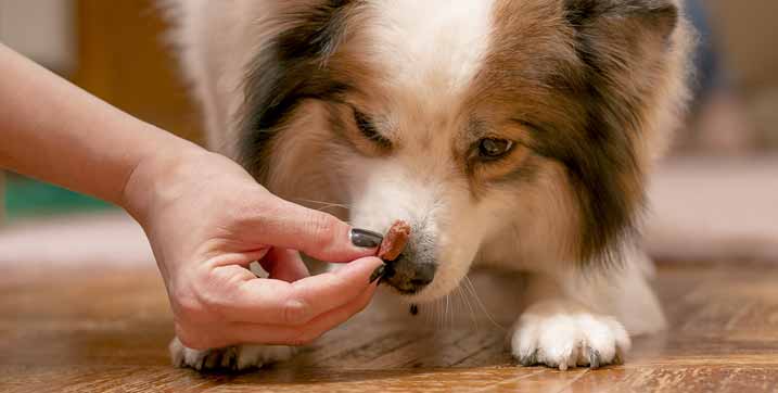 How Long Do Homemade Dog Treats Last